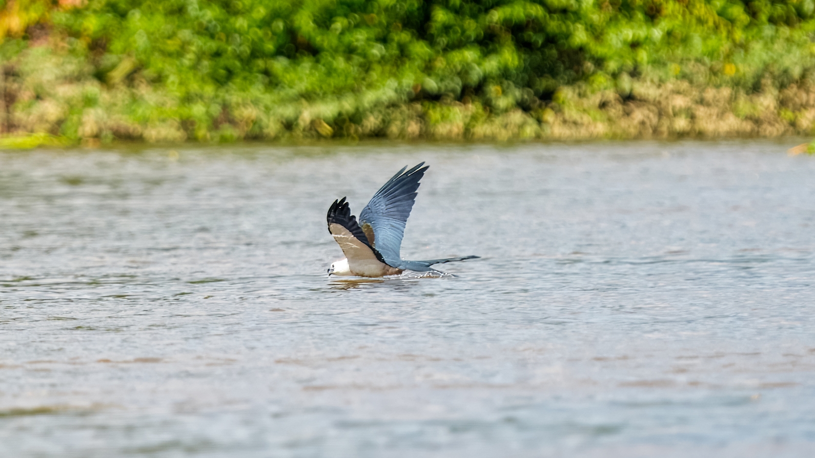 Schwalbenweih, Elanio tijereta, Elanoides forficatus, Swallow-tailed Kite